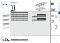 CMC Primaire Structuur I-profiel HD 85x40 mm L= 5000 mm