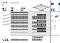 CMC Hoofdprofiel Dutiline 38x24 mm, --8503004 aluminium 04 L= 3600 mm